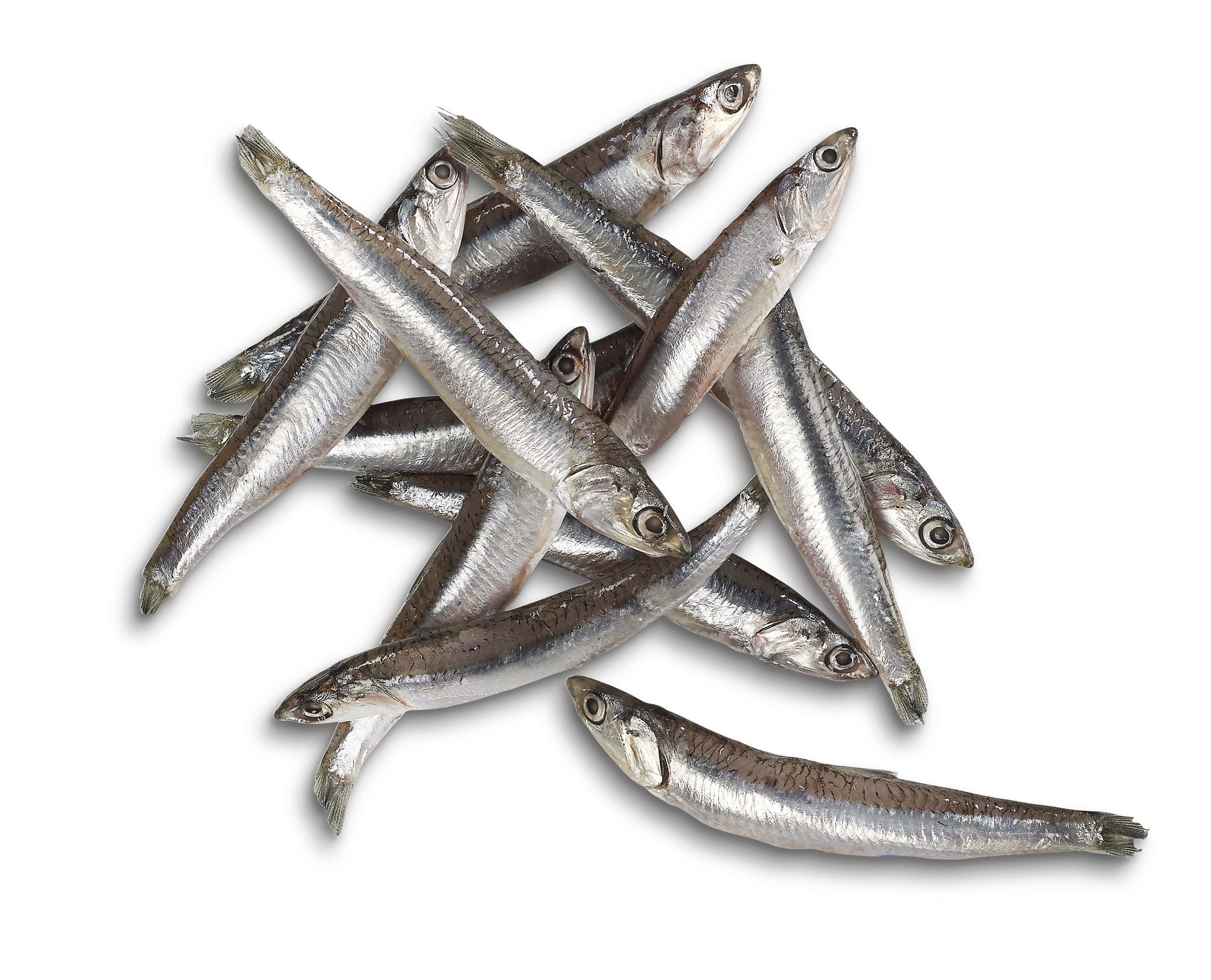 ANCHOVIES